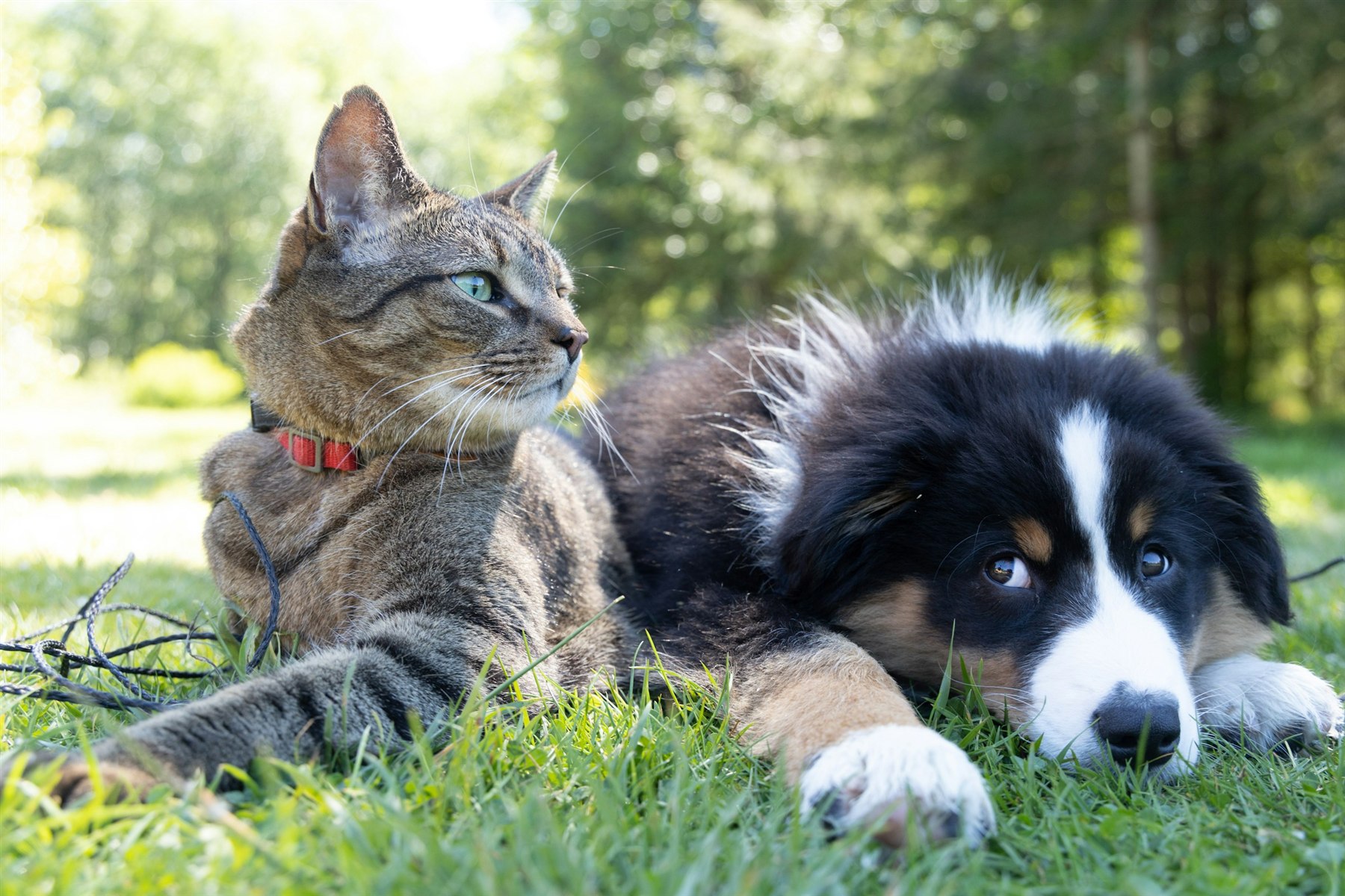 猫咪和狗狗一起趴在草地上